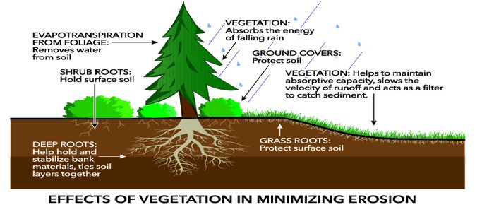 How do Plants Prevent Soil Erosion