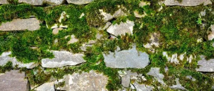 How to Grow Moss on Stone