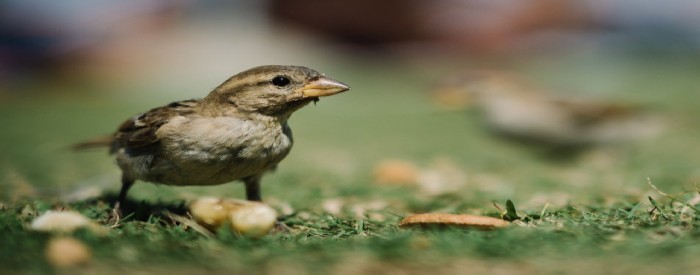 How to Keep Birds From Eating Grass Seeds