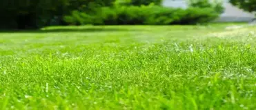 What Does Potassium Do For Grass In The Lawn Turf Mechanic