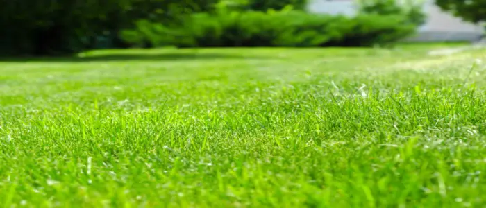 What Does Potassium Do for Lawns? 