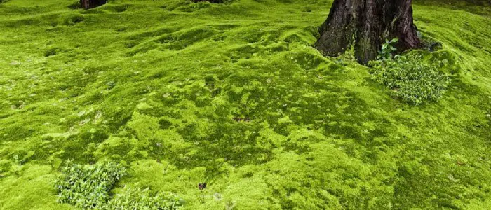 Why There Is Moss In Your Lawn &amp; How To Stop It From Growing » Turf ...