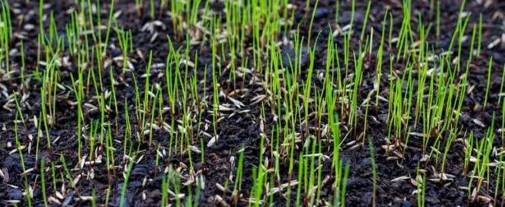Will Grass Seed Germinate On Top Of Soil