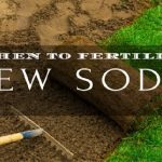 when to fertilize new sod
