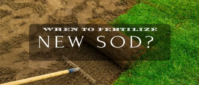 How Soon Can You Fertilize New Sod? 
