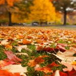 Lawn And Garden Fall Maintenance