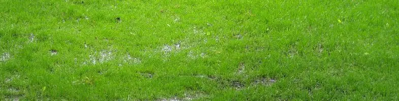 Can You Fertilize Wet Grass