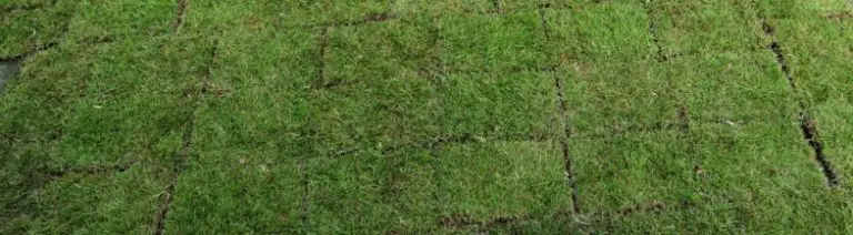 Do You Put Starter Fertilizer On New Sod Turf Mechanic