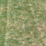 Is Starter Fertilizer Good For Established Lawns