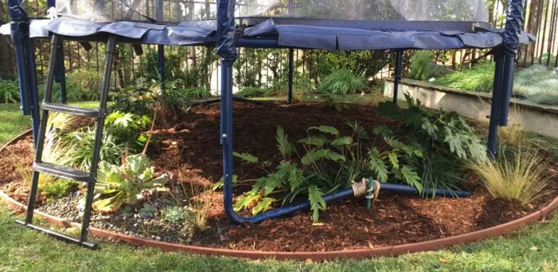 garden under the trampoline