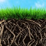 How to Stimulate Root Growth in Grass