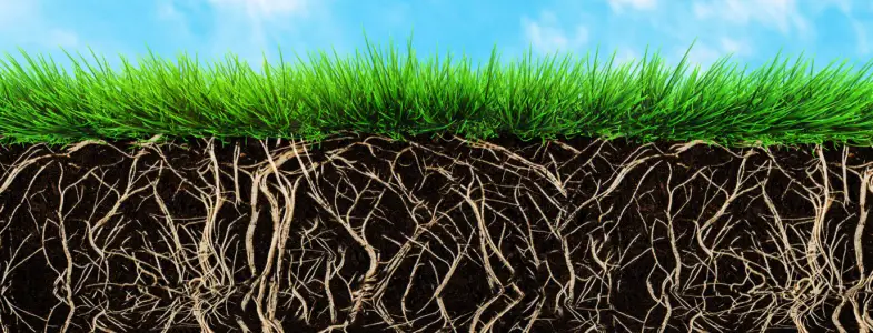 How to Stimulate Root Growth in Grass