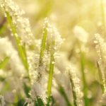 When Should You Apply a Winter Fertilizer to Grass