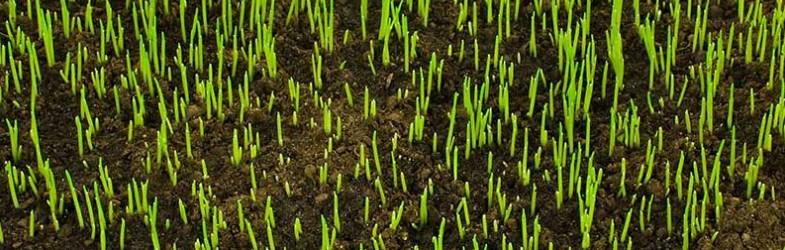 How long will it take for grass seed to grow How Long Does It Take For Grass Seed To Grow Fully And Other Seed Growing Tips Turf Mechanic