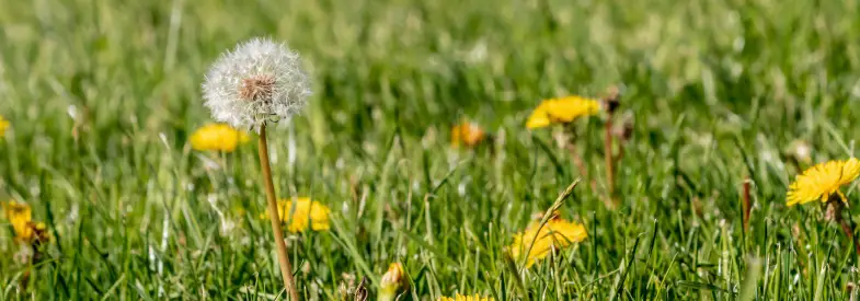 Are Dandelions Bad for Grass