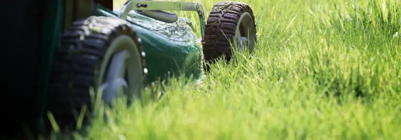 Should Grass Be Cut Short Or Long During Winter Turf Mechanic