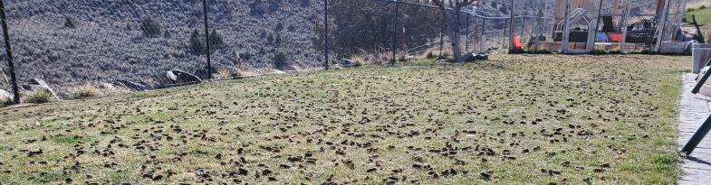 Core vs Liquid Aeration