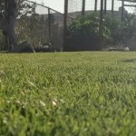 Lawn And Garden Summer Lawn Maintenance