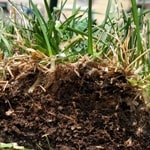 Guide to Removing Thatch From A Lawn