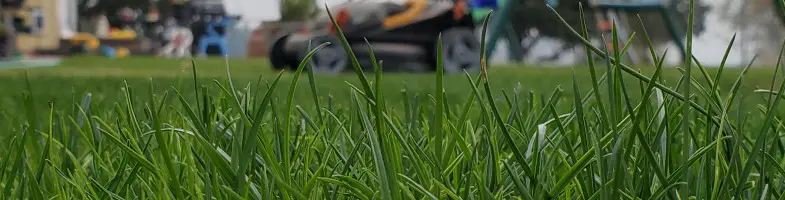 When To Mow New Grass From Seed