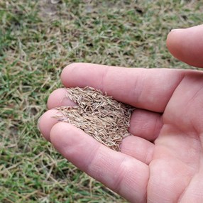 best grass seed for shade