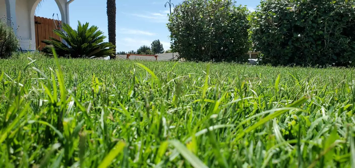 best way to kill nutsedge in lawn