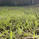 best starter fertilizers for lawns